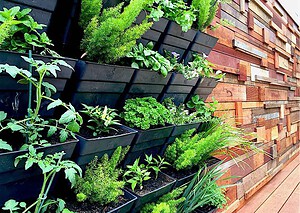 Black modular planter boxes mounted on timber wall growing herbs and vegetables in Brighton East courtyard garden
