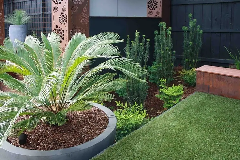 Curved corten steel edging frames cycad palm and native plantings beside expansive lawn in Malvern East family garden