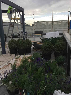 Bluestone paved rooftop terrace with dining furniture, topiary planters and purple flowering plants in St Kilda