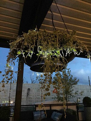 Black steel planters with trailing plants on wooden deck terrace overlooking St Kilda buildings at dusk