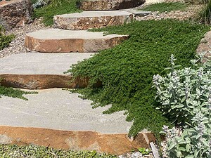 Curved exposed aggregate pathways winding through native plantings with bluestone steps in Gisborne country garden
