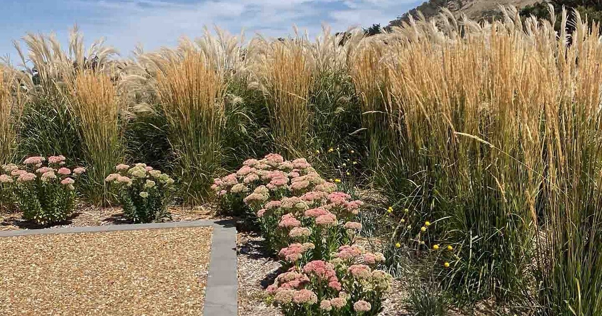 Golden ornamental grasses and pink flowering plants in drought-tolerant garden design at Mount Buninyong country estate